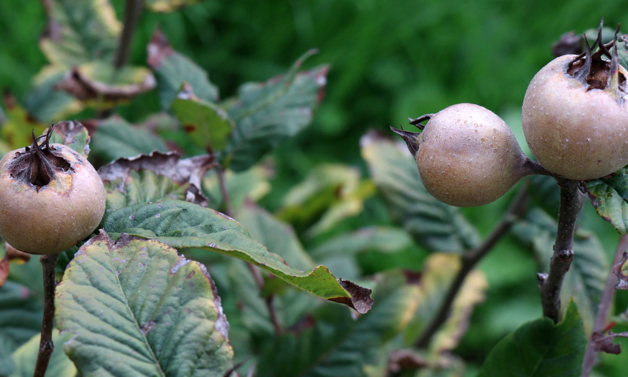 fruit du Néflier d'Allemagne